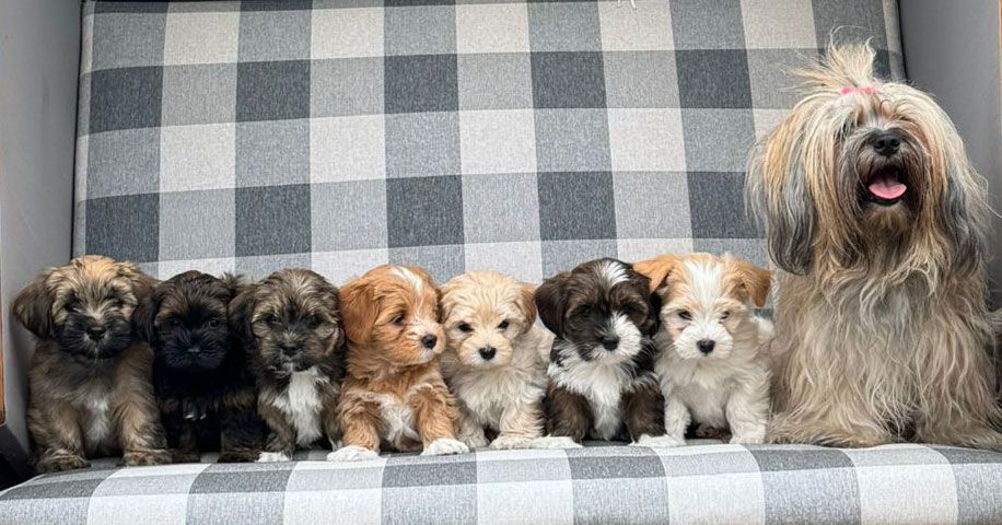 D-Wurf Havaneser von der Badner Höhe in Baden-Baden